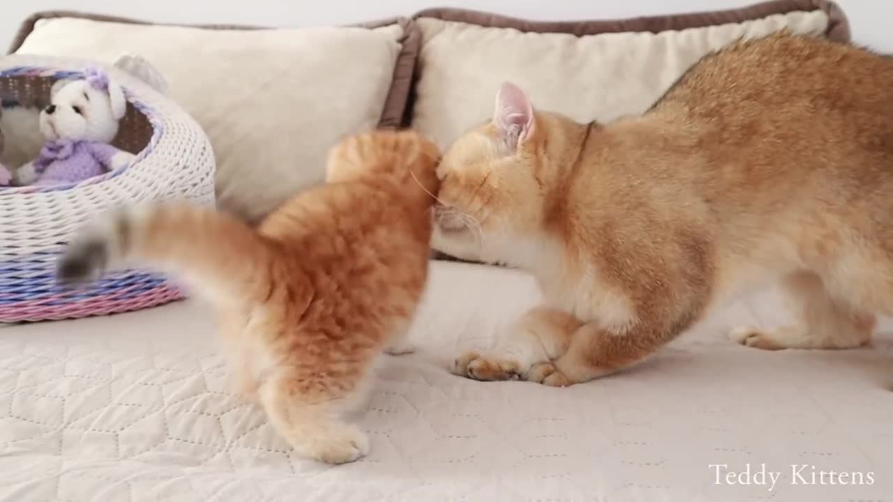 Sweet meeting of kitten Pixel with his father William