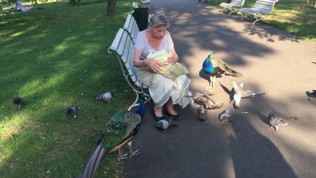 Old woman feeding birds