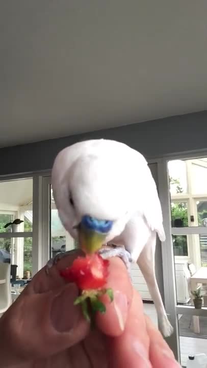 Budgie Eating Strawberry