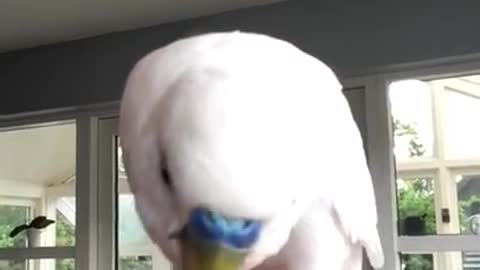 Budgie Eating Strawberry