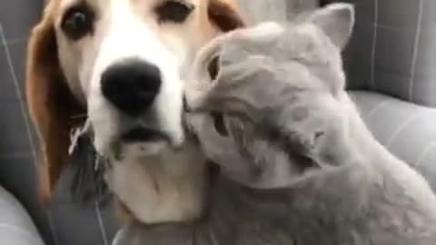 OMG So Very Cute Cats💞 Best Funny Cats Video 2021 #3