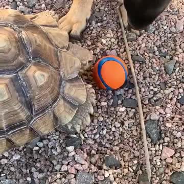 Hank trying to eat Ruger’s ball