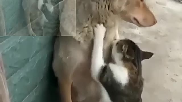 Cat is giving massage to dog