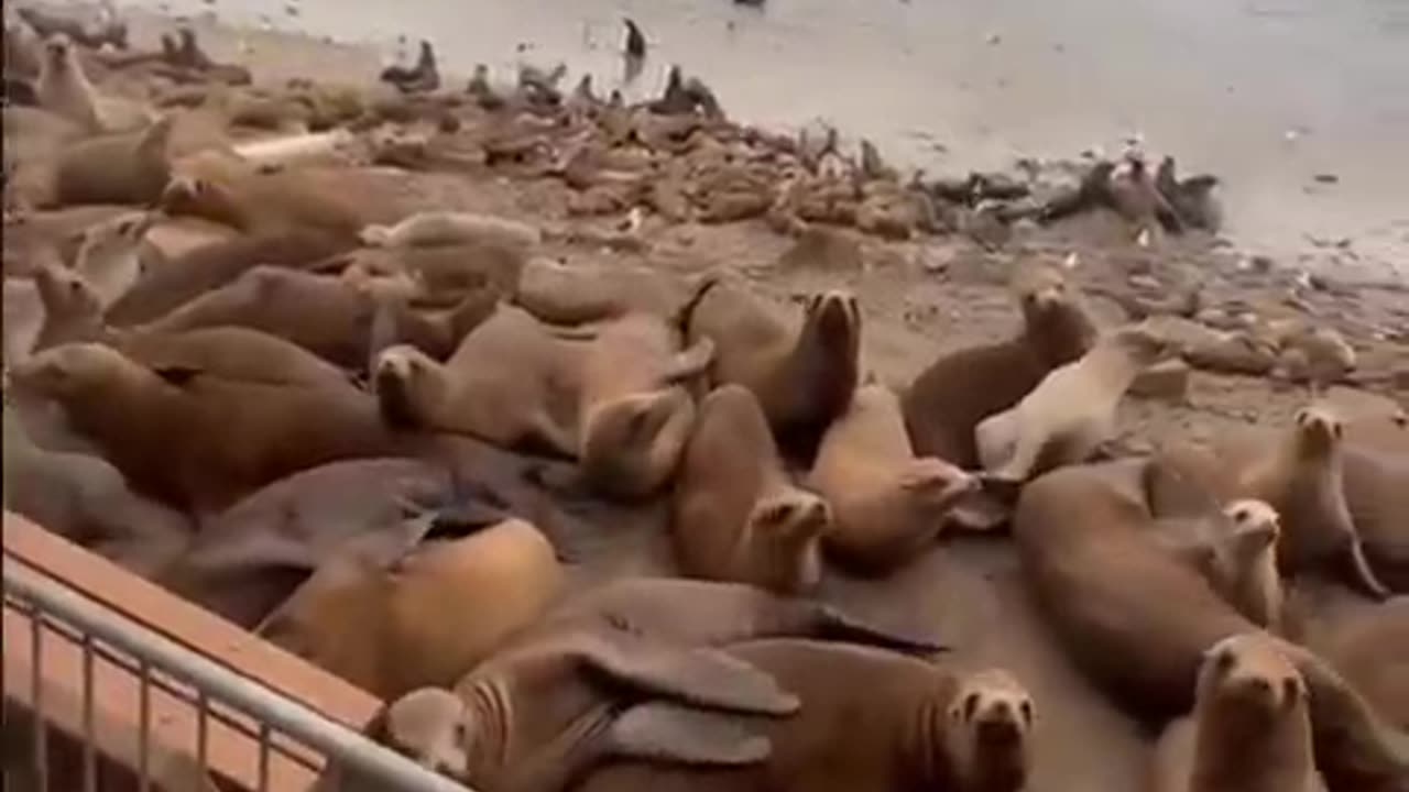 Encounter Sea Lions😱🦁The Oceanic Icons#sealion#Shorts#viral#trending