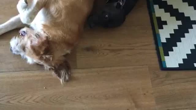 Two dogs, tan and black lay on the floor and mirror each other