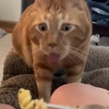 Funny cats 😂 episode 32 #shorts