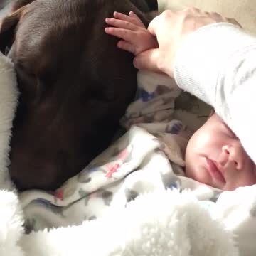 Precioso momento captado entre un perro y un bebé