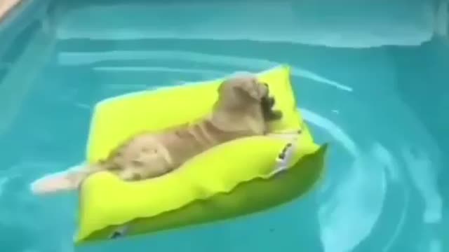 Cute Dog Relaxing In The Pool