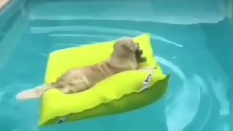 Cute Dog Relaxing In The Pool