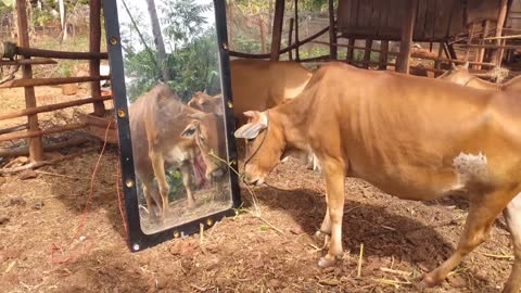 Funny cow moment