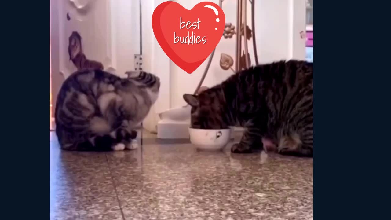 Best Cat Buddies