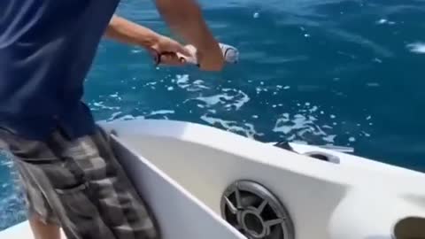 seals eat tuna