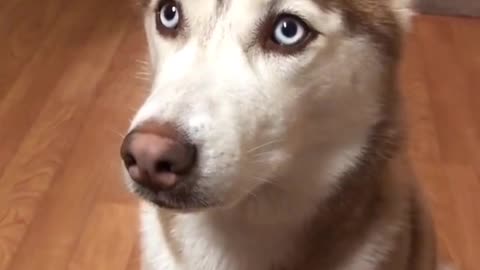 adorable dog