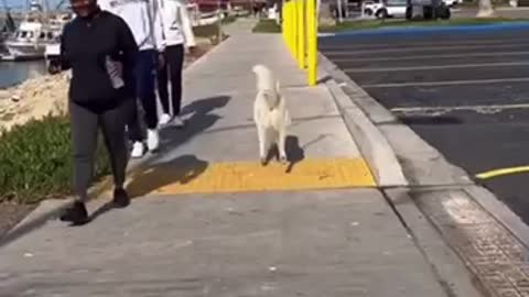 Dancing dog , so sweet