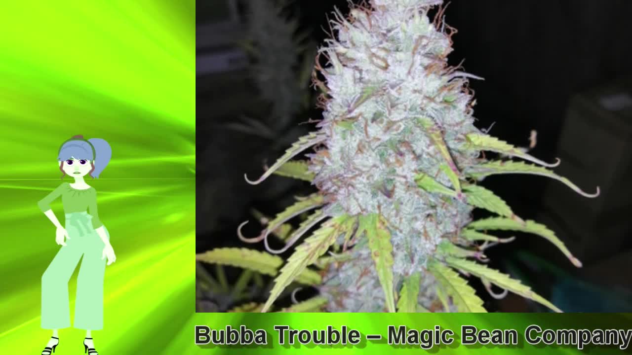 Bubba Trouble – Magic Bean Company