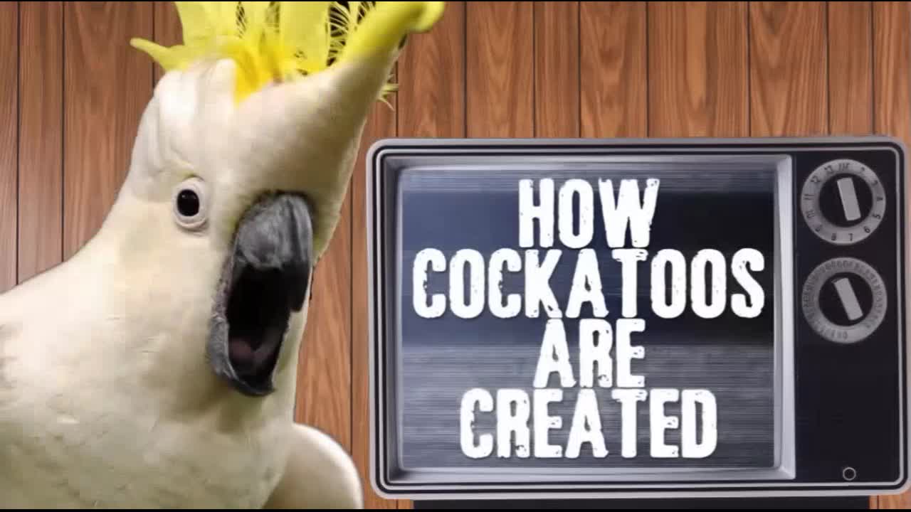 Jim Breuer - How Cockatoos are Made - And Pride is Dangerous