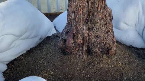 Man Creates Beautiful Sculpture around Olive Tree