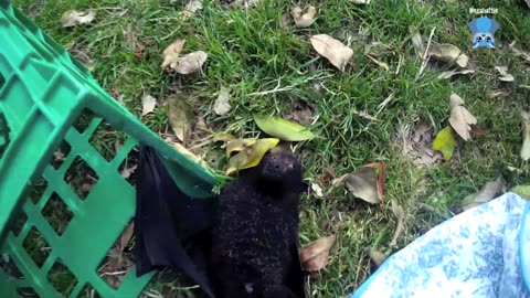 Rescuing a baby flying-fox this is Buda