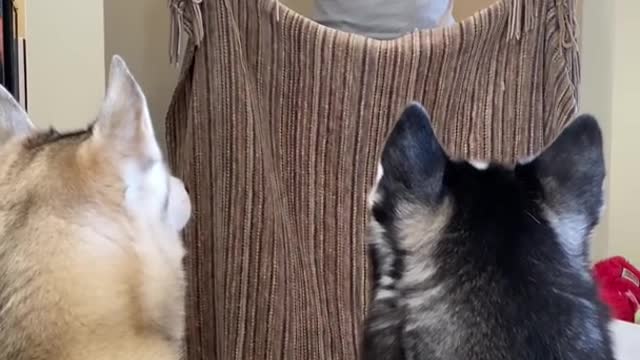 ×Huskies FREAK OUT After Owner VANISHES! #shorts