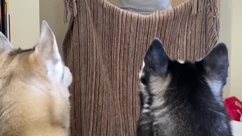 ×Huskies FREAK OUT After Owner VANISHES! #shorts