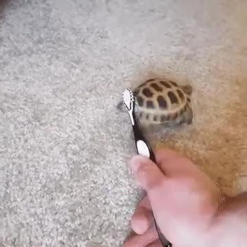 Turtle dancing