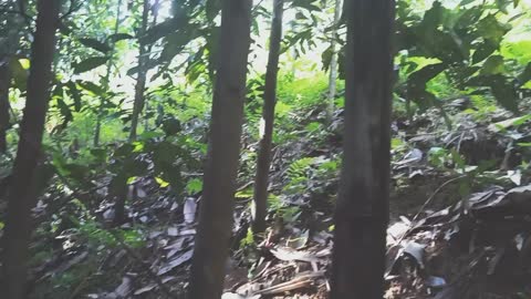 Planting cinnamon forest