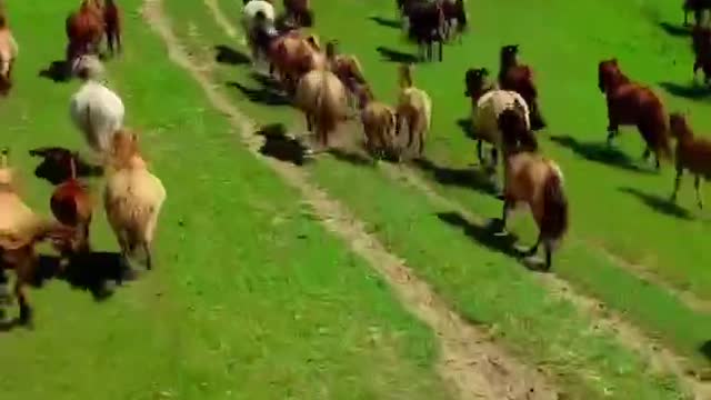 Horses galloping on the grassland