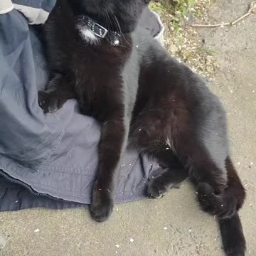 The Catnip Project video outro 1