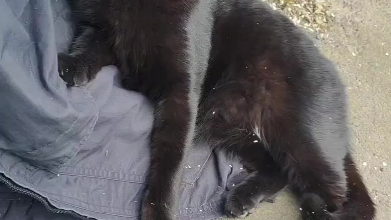 The Catnip Project video outro 1