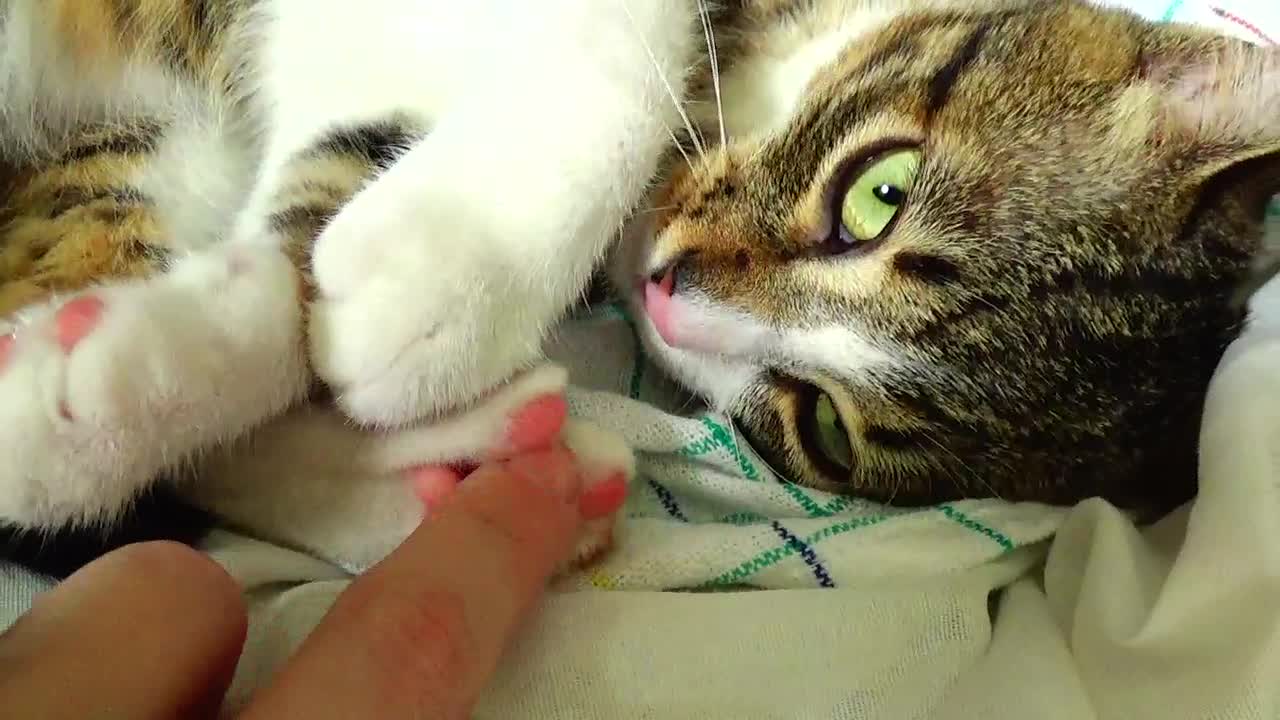 Leave My Little Paw Alone