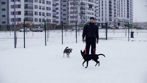 Cheerful young man playing with dogs at winter outdoors