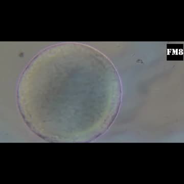 Graphene Oxide in a sample dried for 16-days