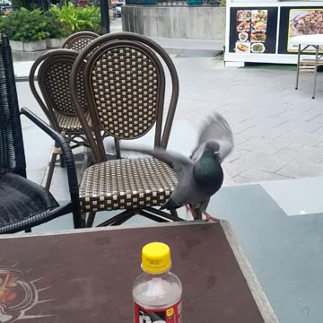 Beautiful Pigeons in Bangkok Thailand 🇹🇭