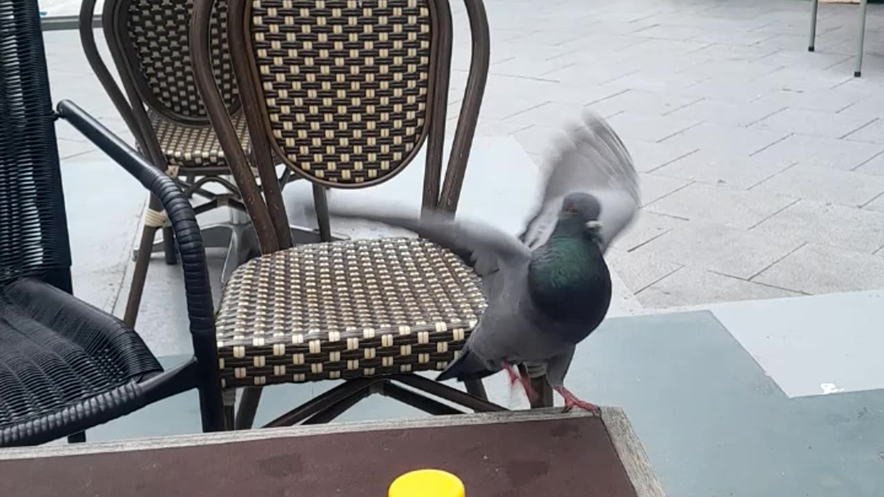 Beautiful Pigeons in Bangkok Thailand 🇹🇭