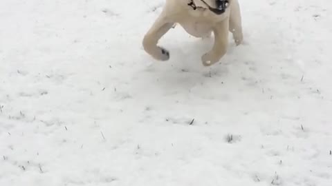 Slowmo brown dog runs in snow in backyard