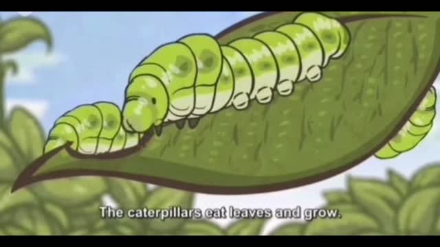 Do you know how butterflies come from?