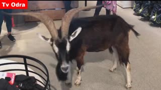 Wild goat walking around in a sports store