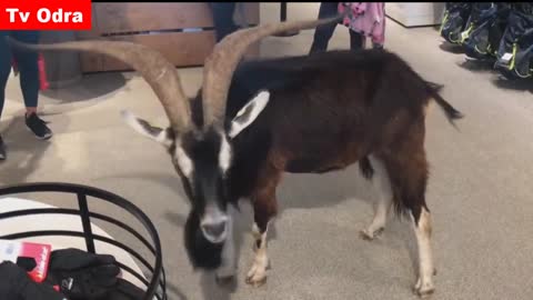 Wild goat walking around in a sports store