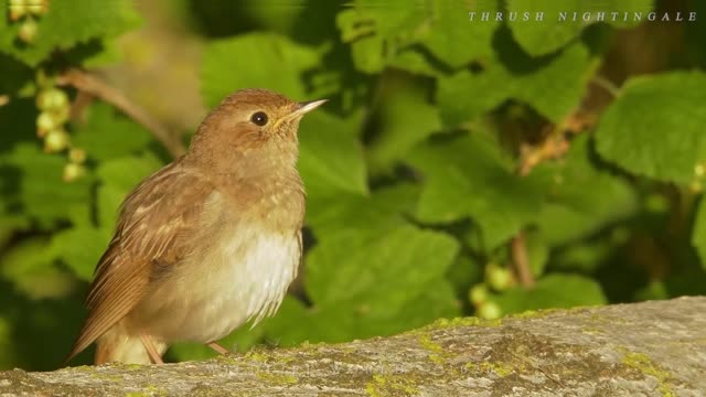 SINGING BIRDS