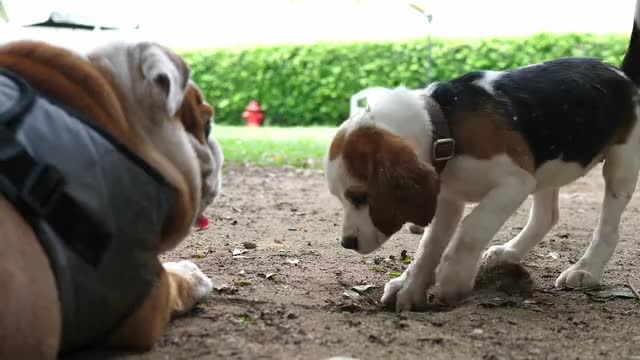 Puppies are God’s idea of a perfect workout program.