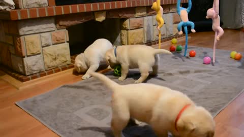 Dog puppies playing