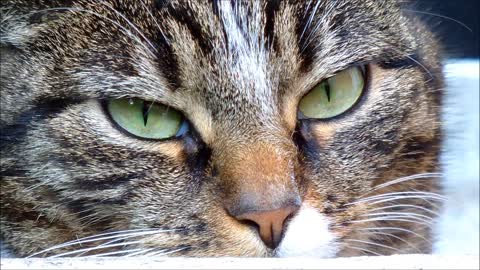 Cat Face Close-Up