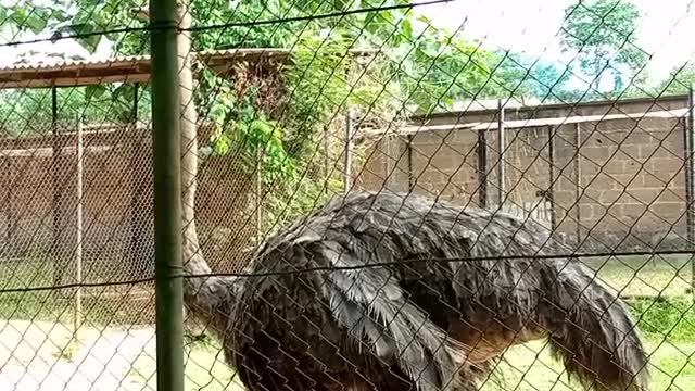 Ostrich the largest living bird.