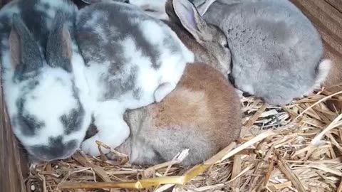 Peaceful Rabbits