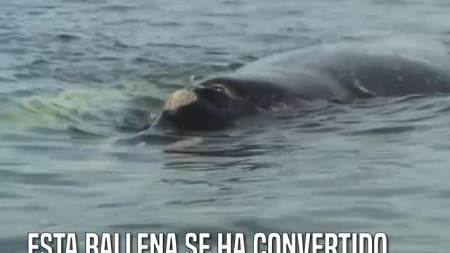 Migaloo, la única ballena albina jorobada, nos da las mejores noticias