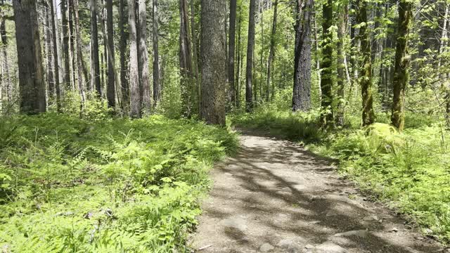 Leaving the Dry Creek Falls Area – Columbia River Gorge – Oregon – 4K