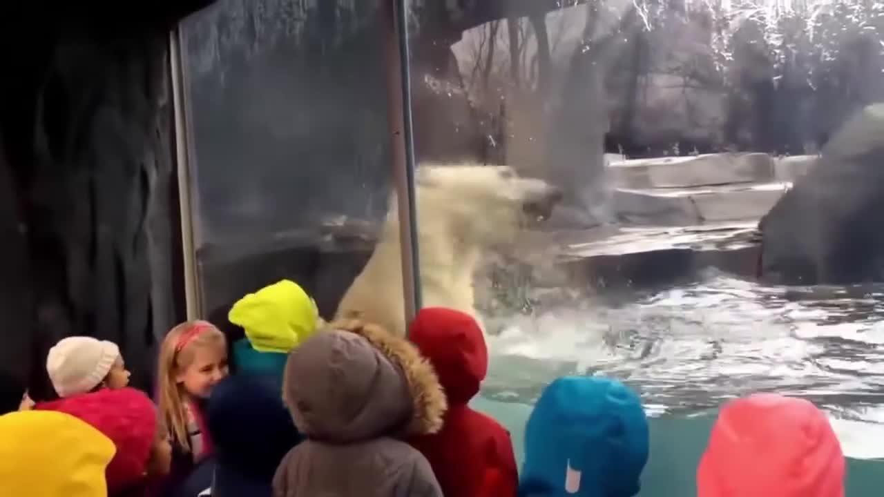 Kids versus Animals Try not to laugh