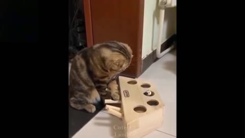 Cat Amazed With Wooden Box Toy