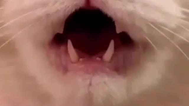 🐱 Ladies and gentlemen please listen to me// 🐈