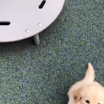 Baby and puppy besties love playing outside together #156